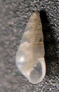 Odostomia plicata